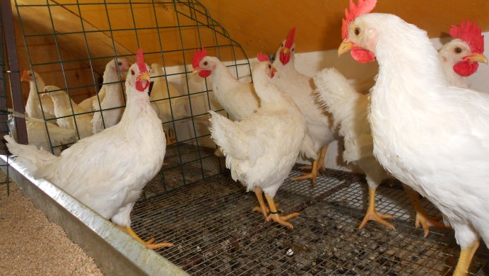 Русская белая порода кур