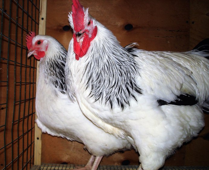 Русская Несушка белая