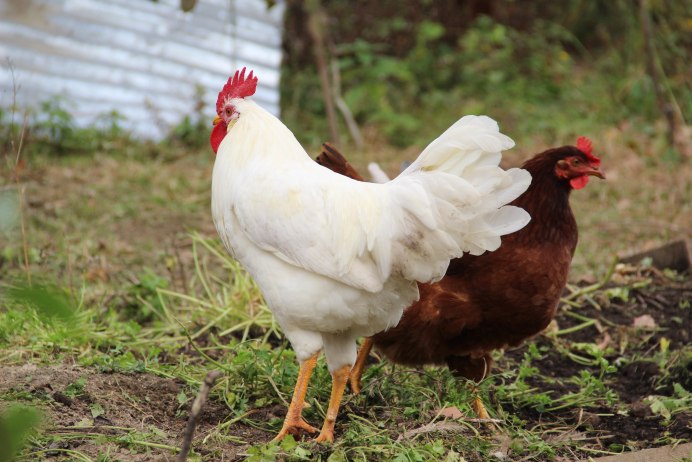 Кросс Хайсекс Уайт