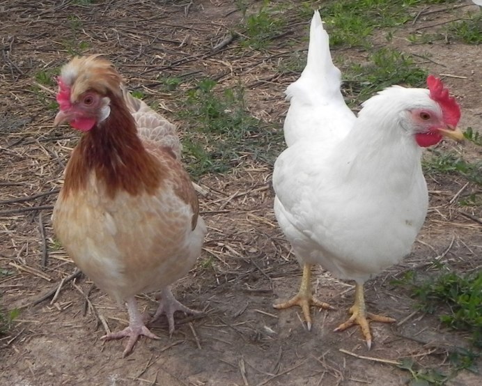 Белый Леггорн русская белая курица