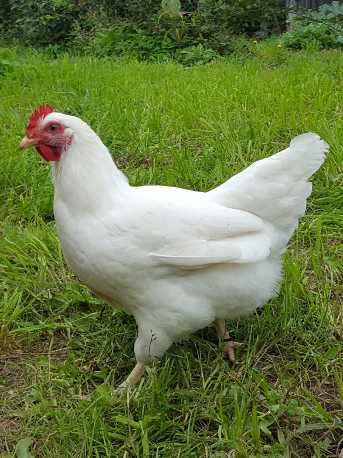 Леггорн Изабель