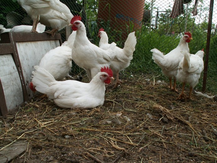 Декалб Уайт белая петух