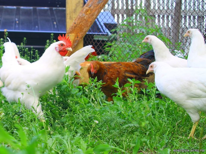 Петух Хайсекс Уайт