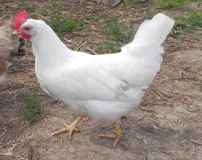 Куры несушки белые Леггорн