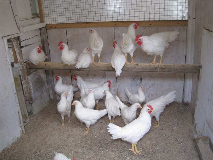 Ломан Уайт куры