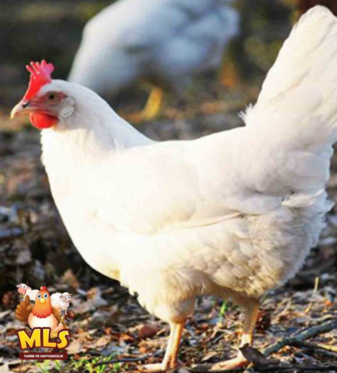 Белый Леггорн русская белая курица