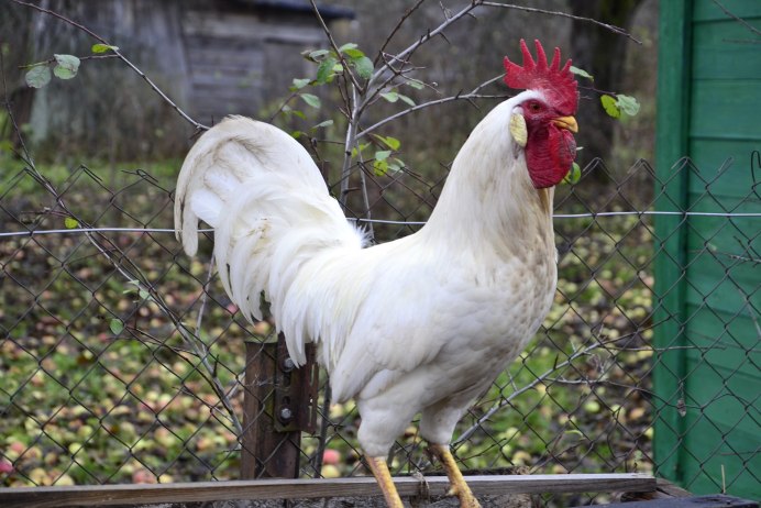 Куры Леггорн Триколор