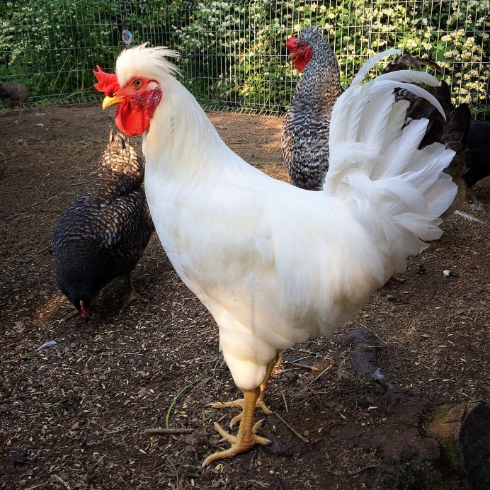 Петух русская белая