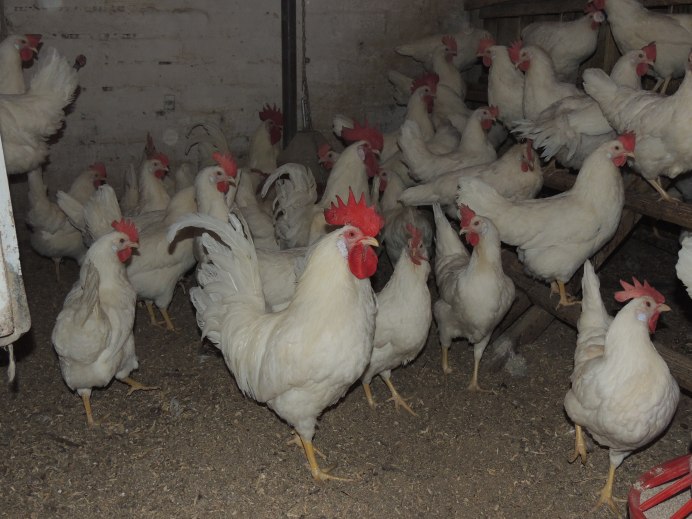 Несушка Леггорн белый