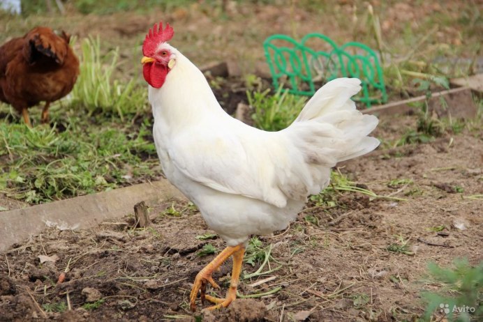 Леггорны петухи и куры