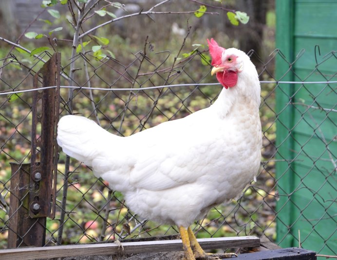 Русская белая порода кур