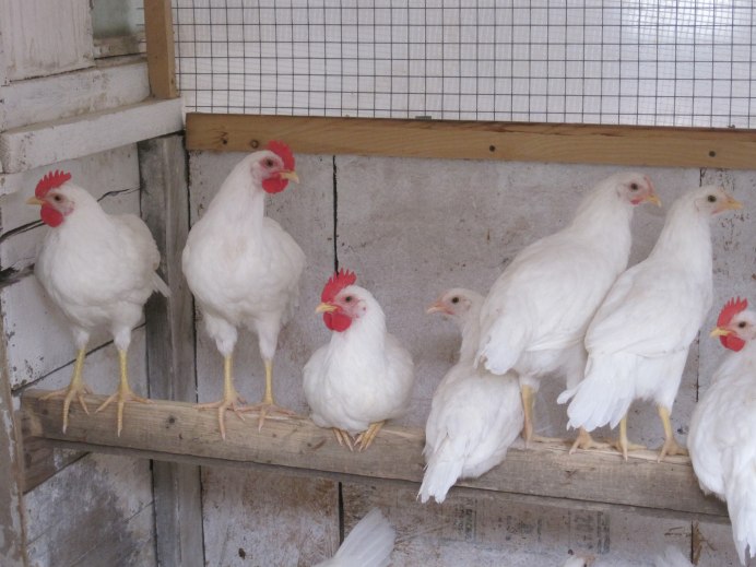 Русская белая цыпленок