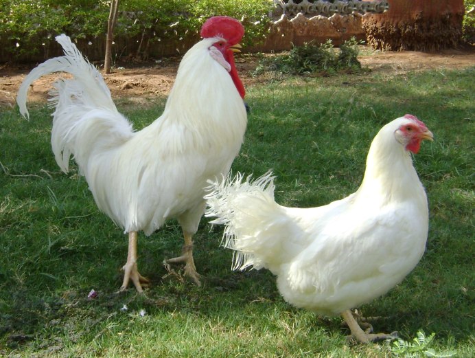 Русские белые куры