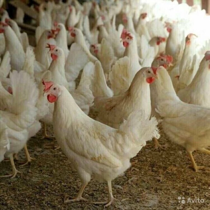 Куры несушки белые