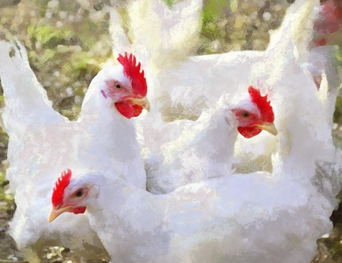 Коралл куры несушки