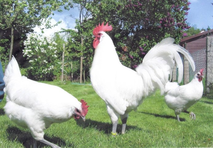 Русская белая порода кур генофонд