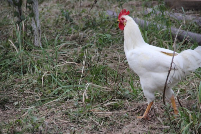 Куры несушки Ломан белый