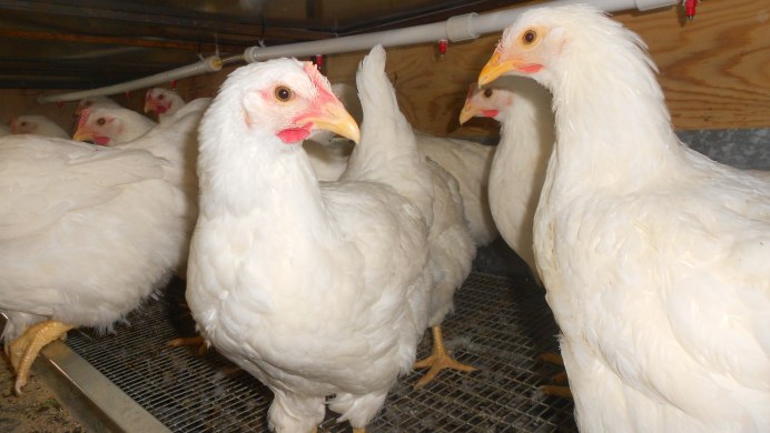 Куры несушки породы Леггорн