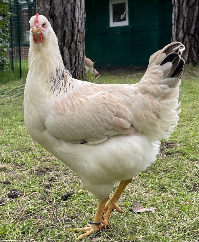 Леггорн, Декалб Уайт , Хайсекс