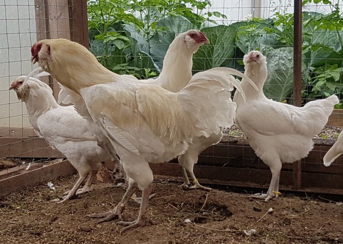 Куры несушки Ломан белый