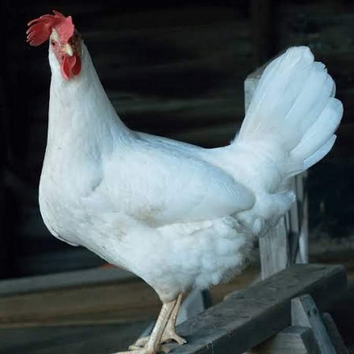 Несушка Леггорн белый
