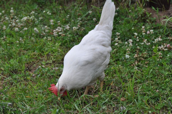 Белый Леггорн куры