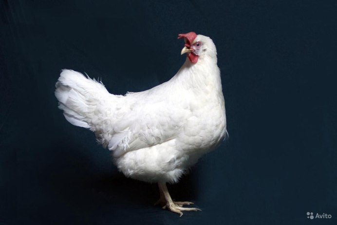 Астра Уайт куры