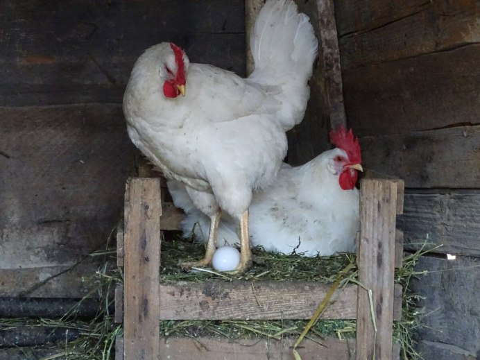 Карликовый Леггорн в-33
