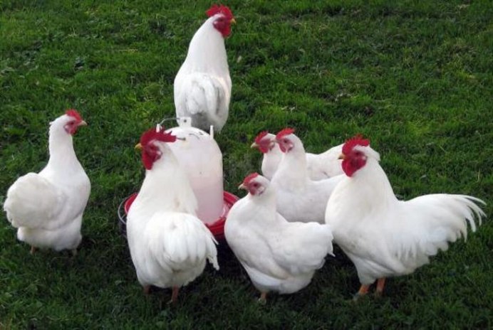 Белые несушки порода