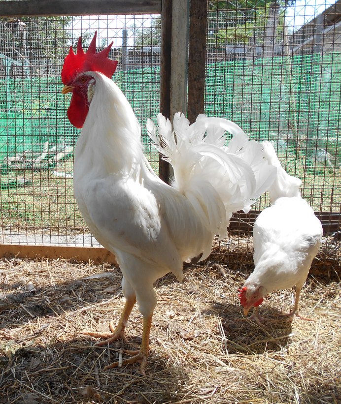 Белая серебристая Адлерская курица