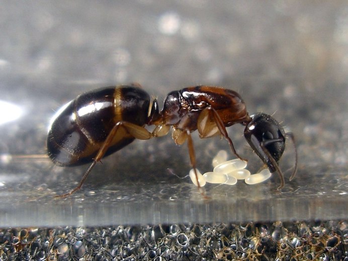 Трутень матки муравей