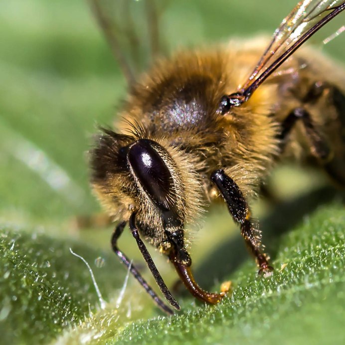 Муравей дрон