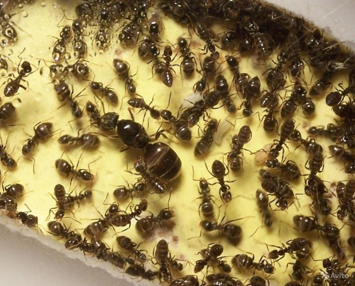 Самка муравья