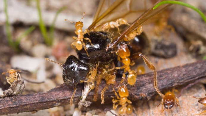 Матка муравьев лазиус