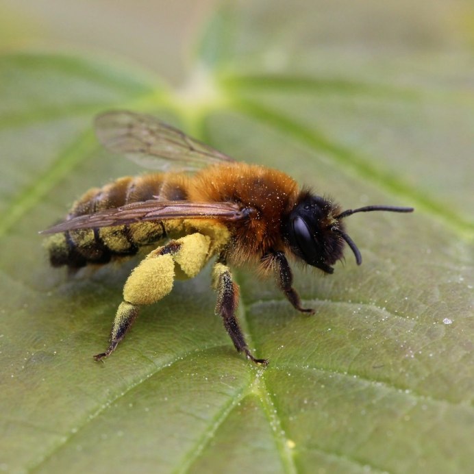 Летучий муравей в полете