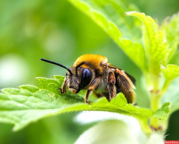 Трутни в муравейнике