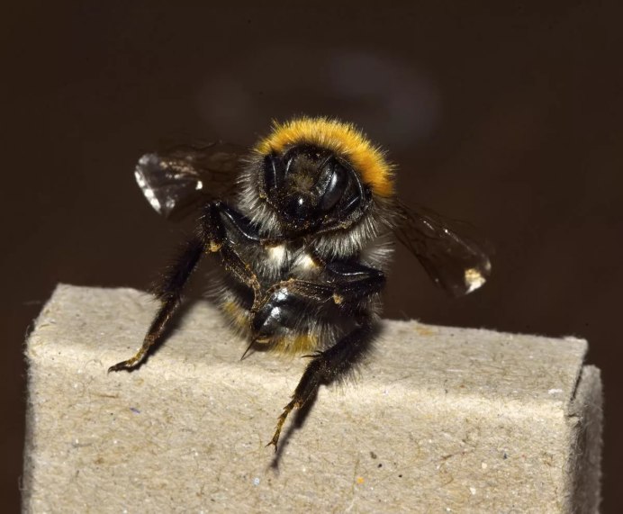 Муравьиная Королева матка