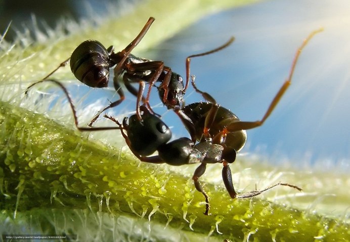 Пчела матка трутень