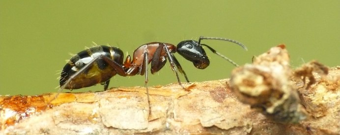 Самка Lasius Niger