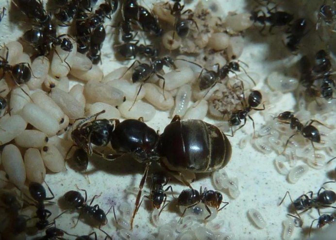 Летающие муравьи Нашествие