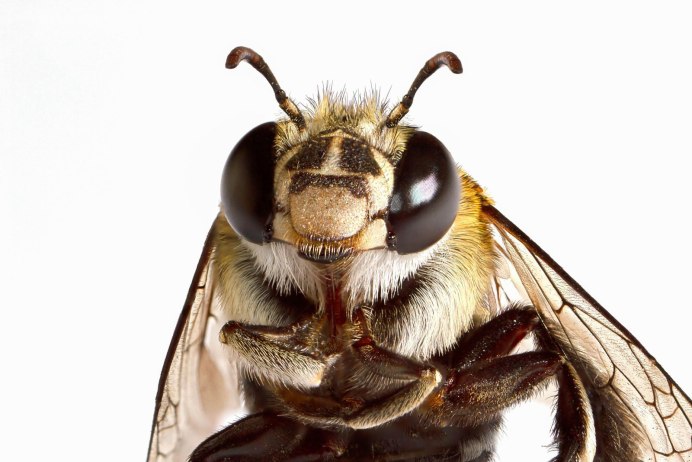 Формика Руфа самец