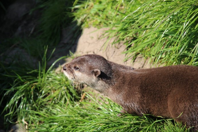 Выдры Otters