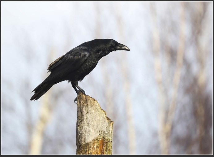Черный ворон Corvus Corax
