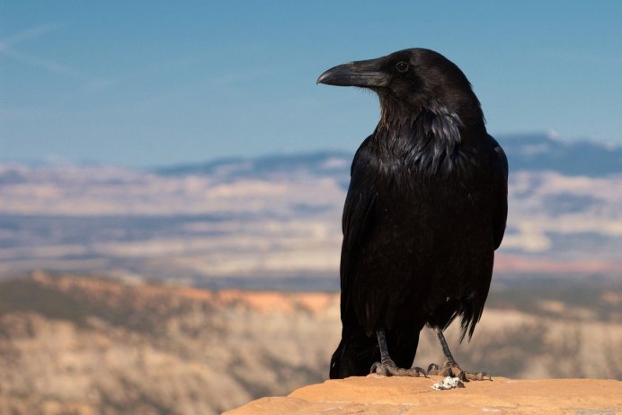 Corvus Corax птица ворон