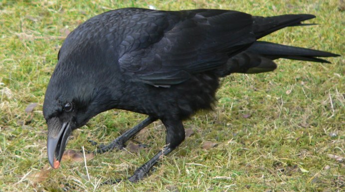 Черный ворон Corvus Corax