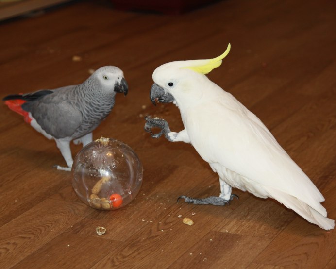 Пиррура мулине попугай