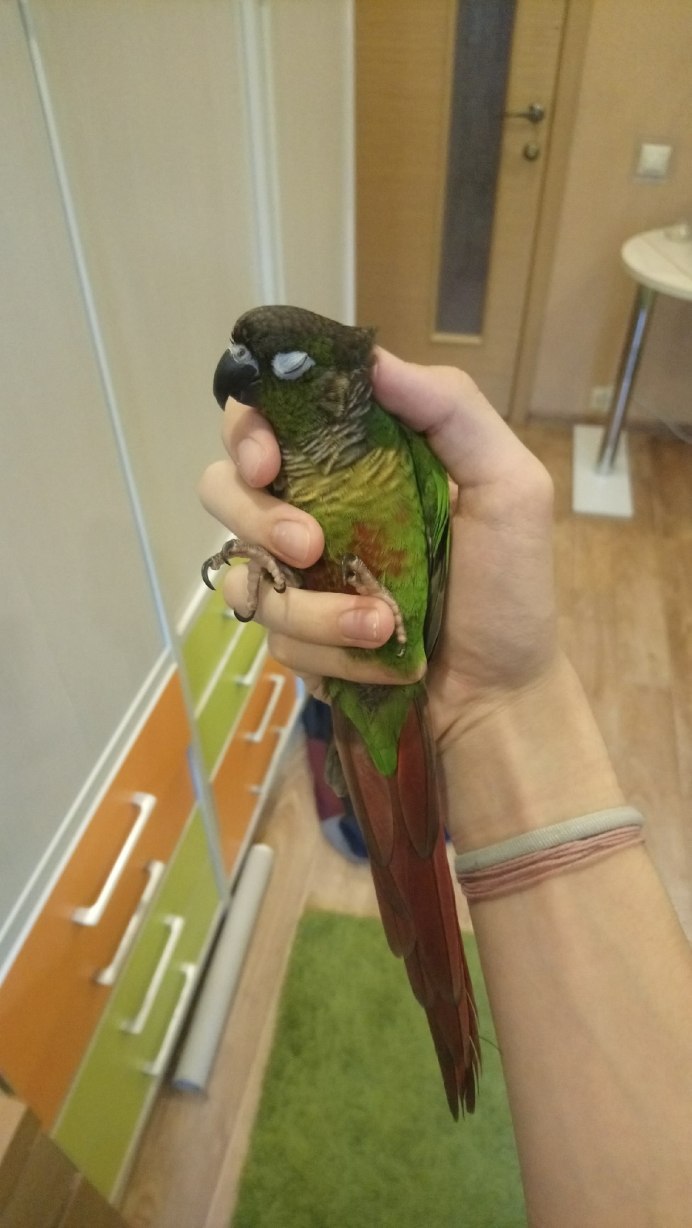 Попугаи ручные птенцы