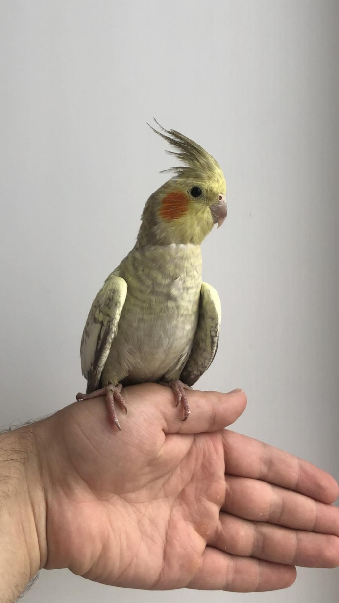 Волнистый попугай выкормыш