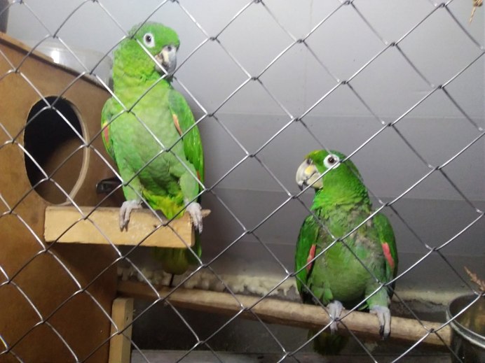 Ожереловый попугай выкормыш