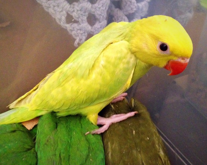 Попугай которому 93 года